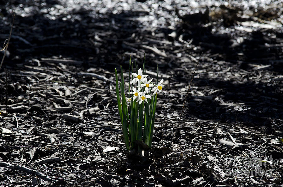 Daffodils in black and white and color Photograph by Arik Baltinester