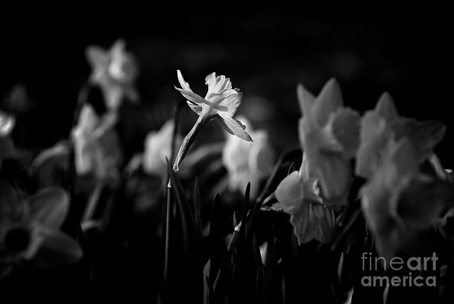Midwest America Photograph - Daffodils in Black and White by Frank J Casella Midwest America Photograph - Daffodils in Black and White by Frank J Casella