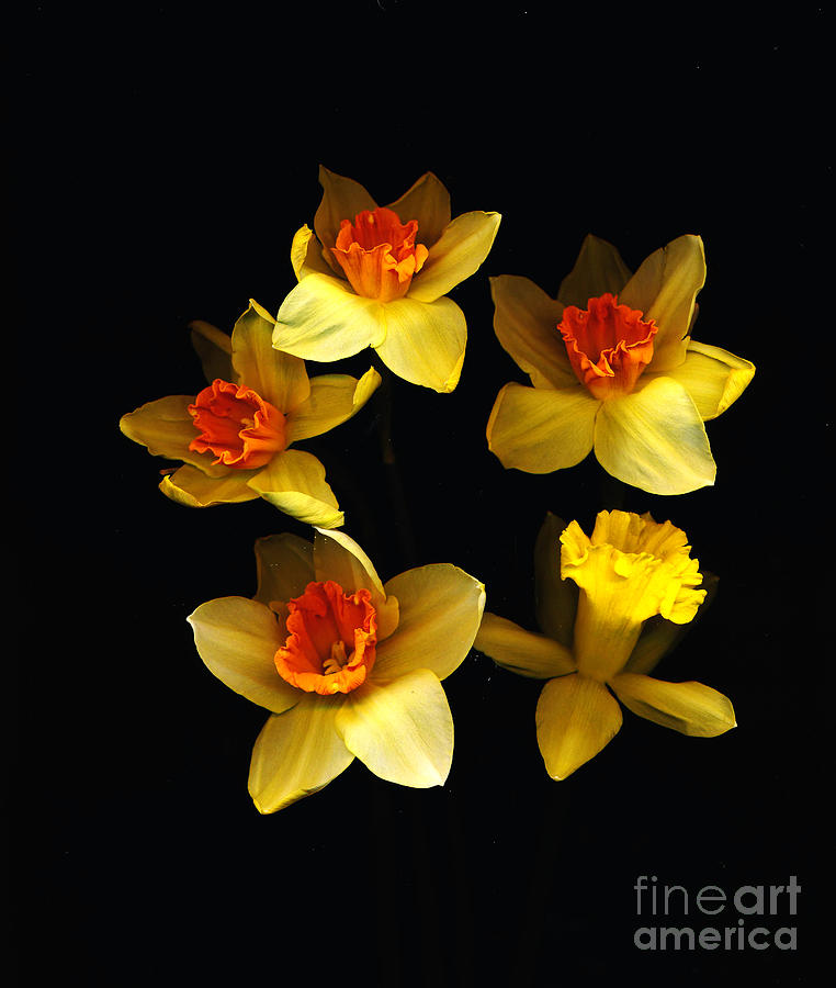 Daffodils in Bloom Photograph by Don Fleming - Fine Art America