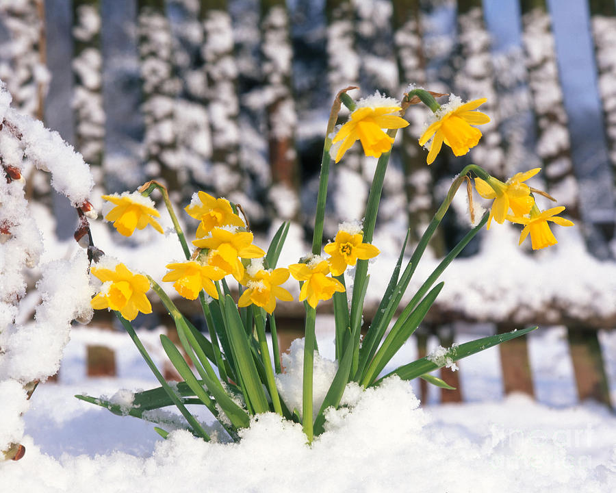 Daffodils In Snow Photograph by Hans Reinhard - Fine Art America