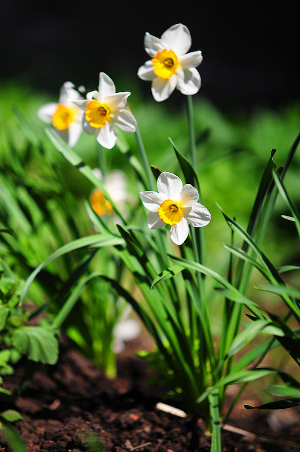 Daffodils in Spring Bloom Photograph by Jenny Rainbow