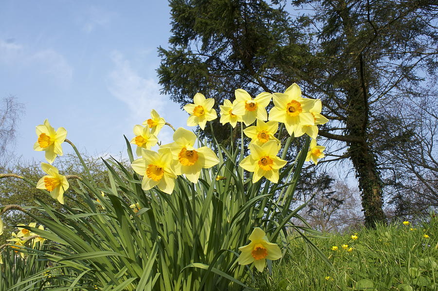 Daffodils in the Park Photograph by Patrick Wise - Fine Art America