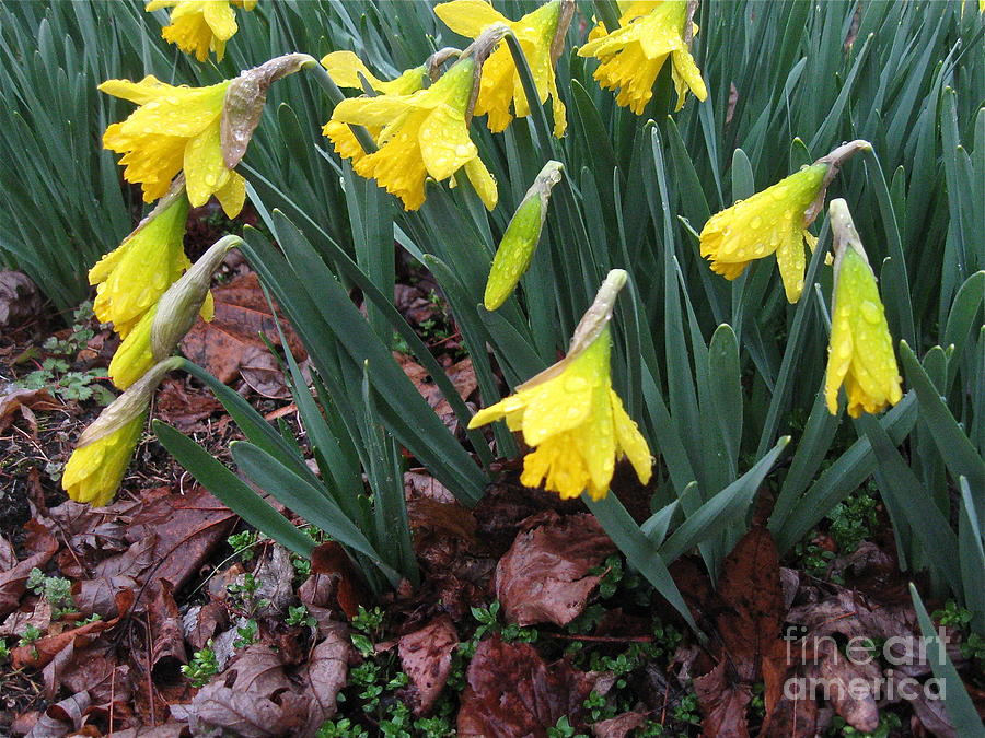 Daffodils in the Rain  Photograph by Nancy Patterson