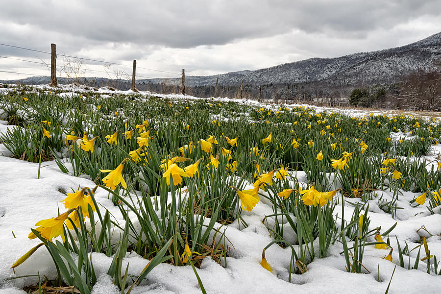 Daffodils in the Snow Photograph by Gwen Cross | Fine Art America