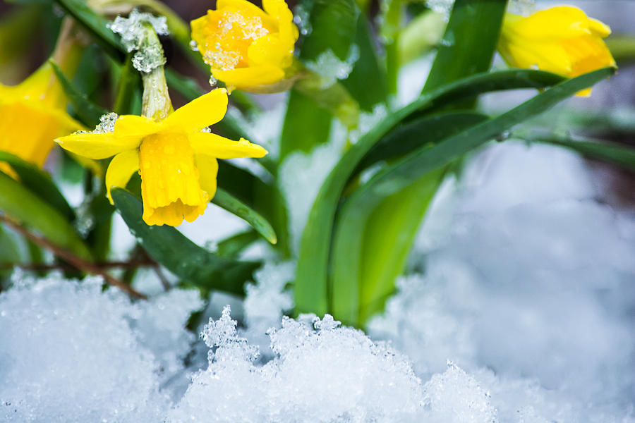 Daffodils in the Snow  Photograph by Parker Cunningham