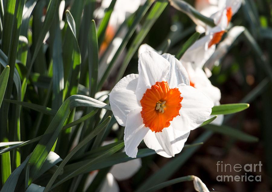 Spring Photograph - Daffodils in the Sun by Alexander Butler