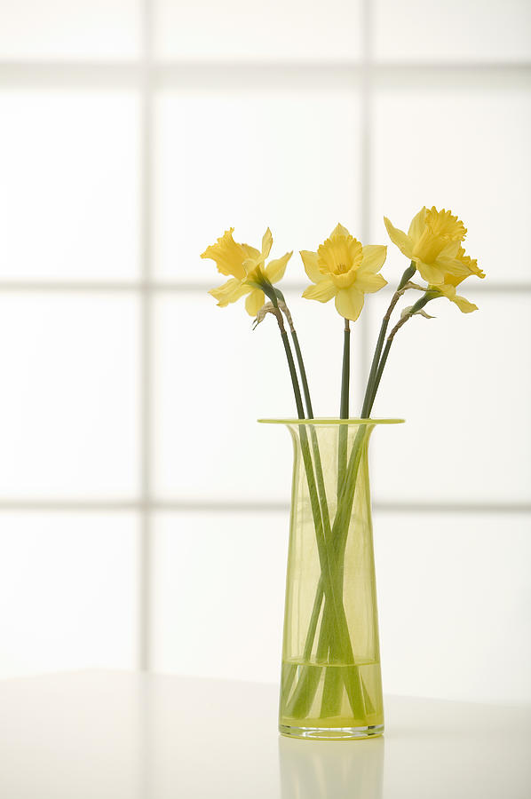 Daffodils in vase Photograph by Comstock Images