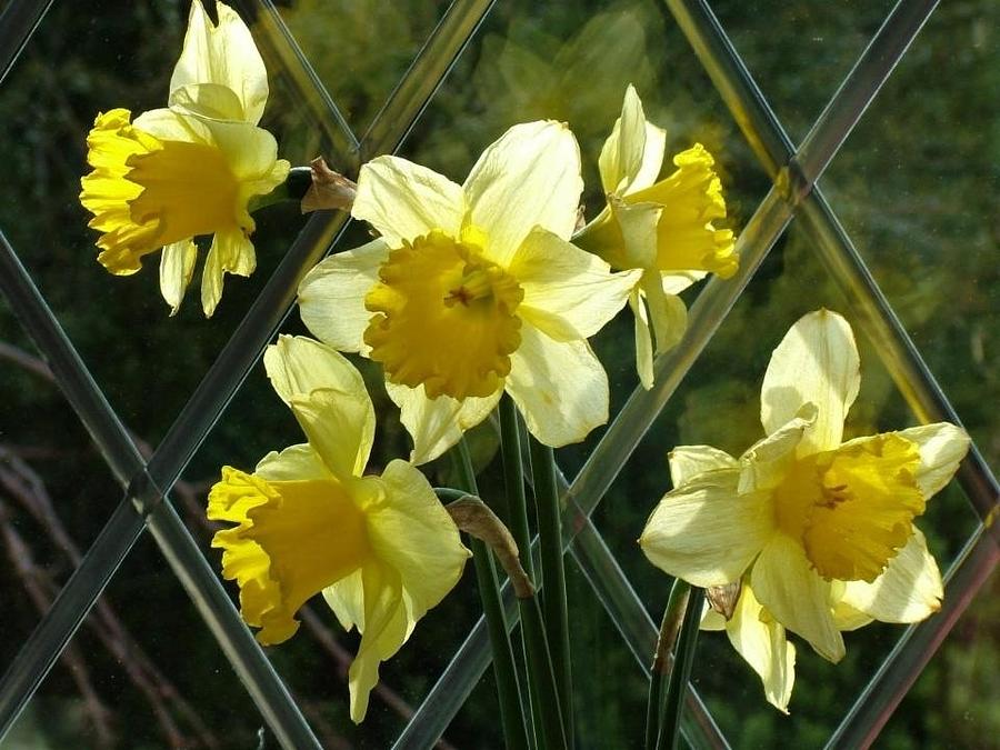 Daffodils in Window Photograph by Joan-Violet Stretch