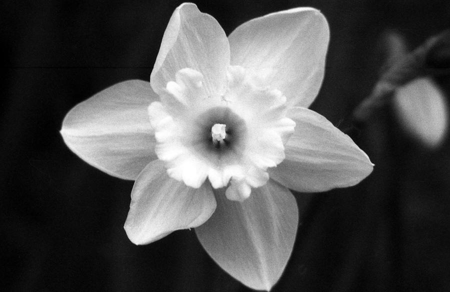 Daffodils - Infrared 01 Photograph by Pamela Critchlow