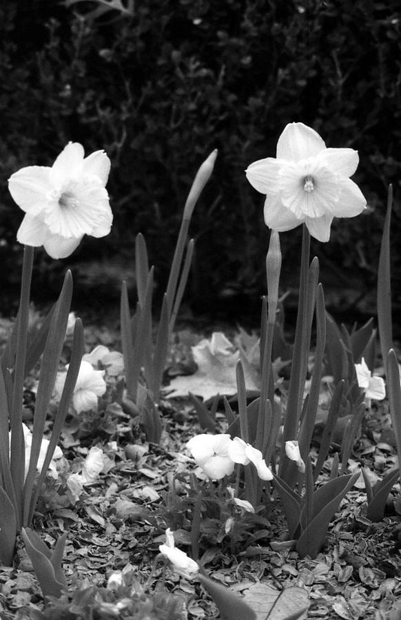 Daffodils - Infrared 03 Photograph by Pamela Critchlow