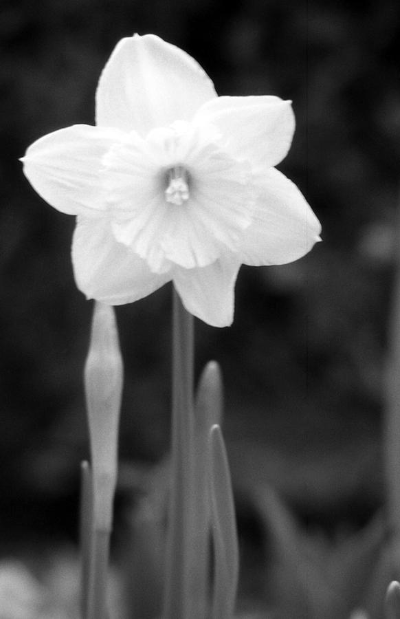Daffodils - Infrared 04 Photograph by Pamela Critchlow