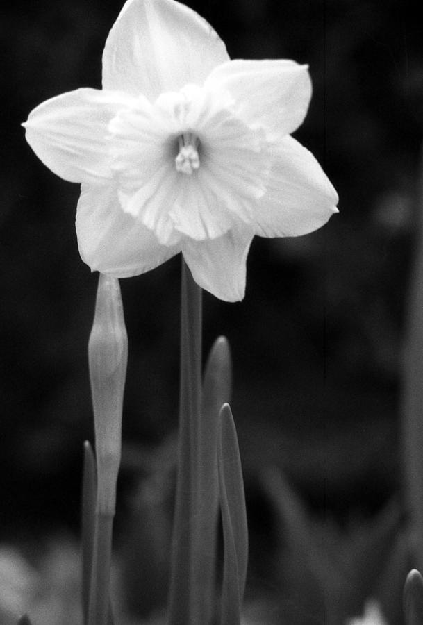 Daffodils - Infrared 05 Photograph by Pamela Critchlow