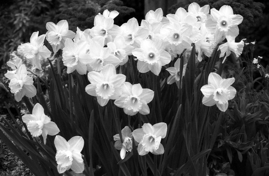 Daffodils - Infrared 08 Photograph by Pamela Critchlow