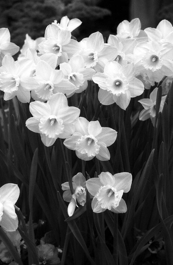 Daffodils - Infrared 09 Photograph by Pamela Critchlow
