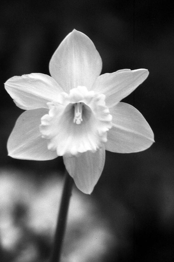 Daffodils - Infrared 10 Photograph