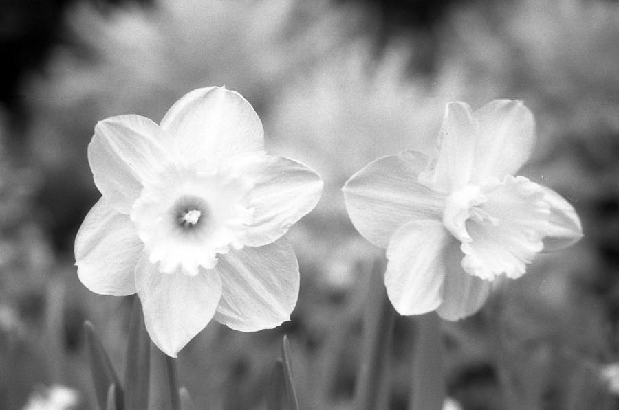 Daffodils - Infrared 12 Photograph by Pamela Critchlow
