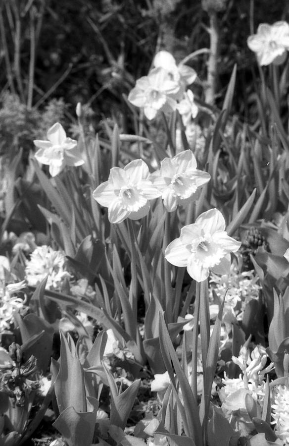 Daffodils - Infrared 13 Photograph by Pamela Critchlow