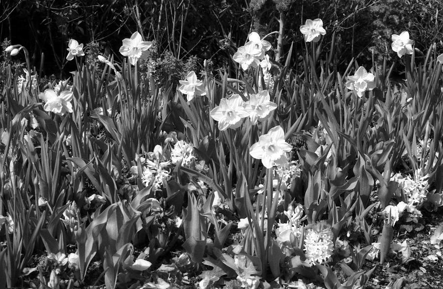 Daffodils - Infrared 14 Photograph by Pamela Critchlow