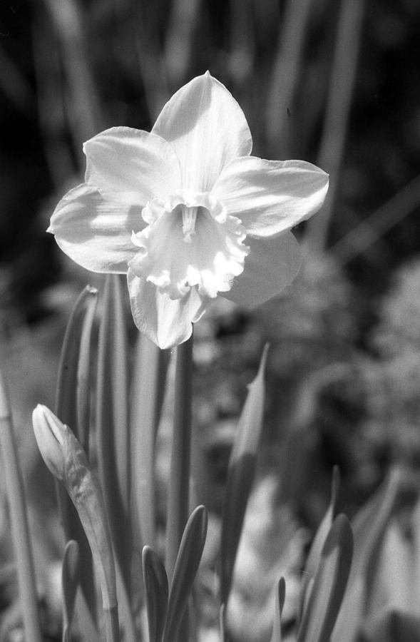 Daffodils - Infrared 15 Photograph by Pamela Critchlow