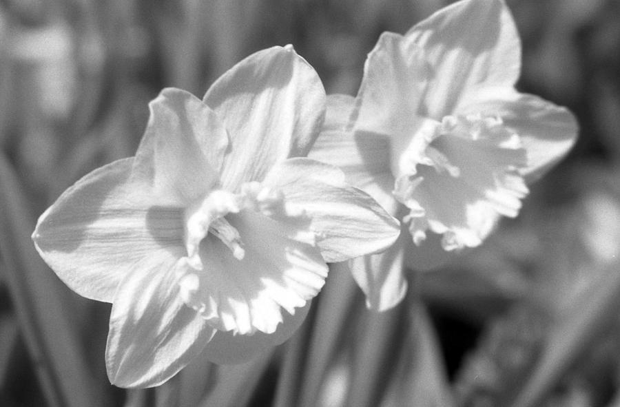 Daffodils - Infrared 16 Photograph by Pamela Critchlow