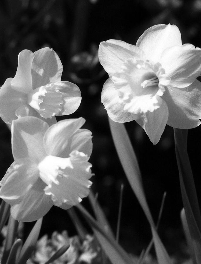 Daffodils - Infrared 19 Photograph by Pamela Critchlow