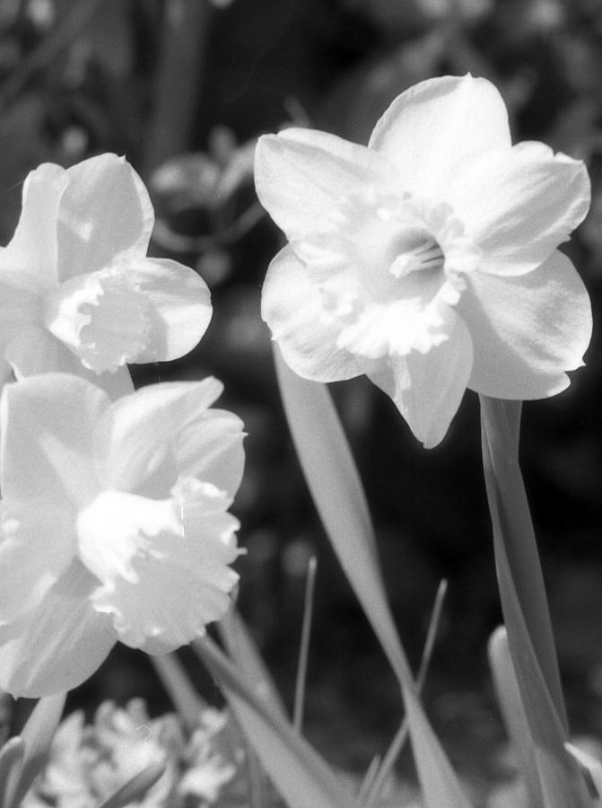 Daffodils - Infrared 20 Photograph by Pamela Critchlow