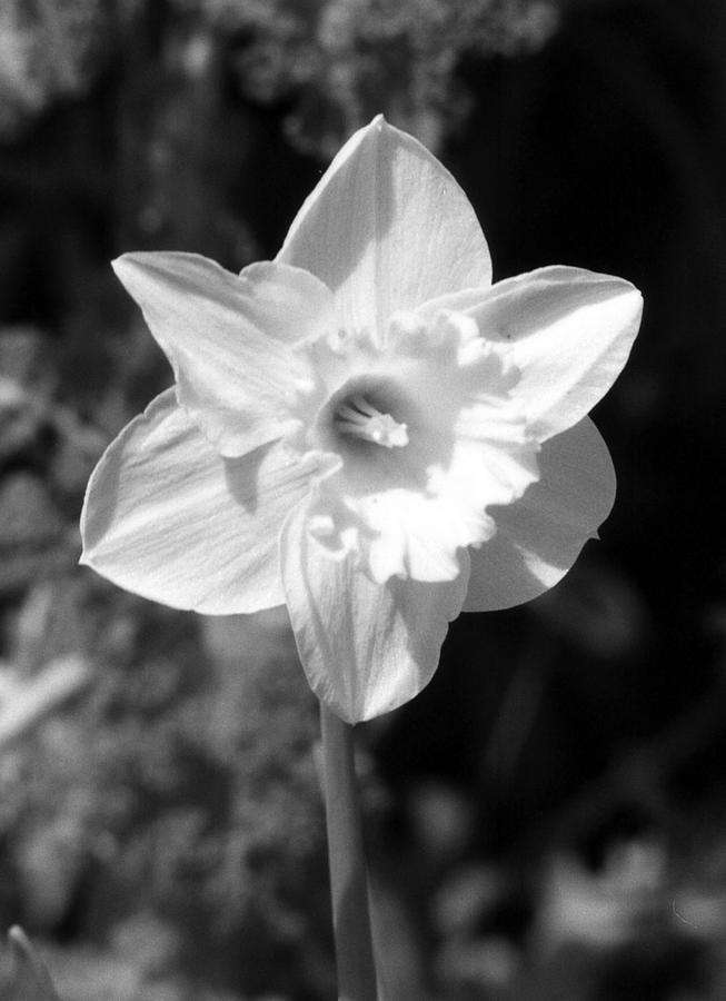 Daffodils - Infrared 21 Photograph by Pamela Critchlow