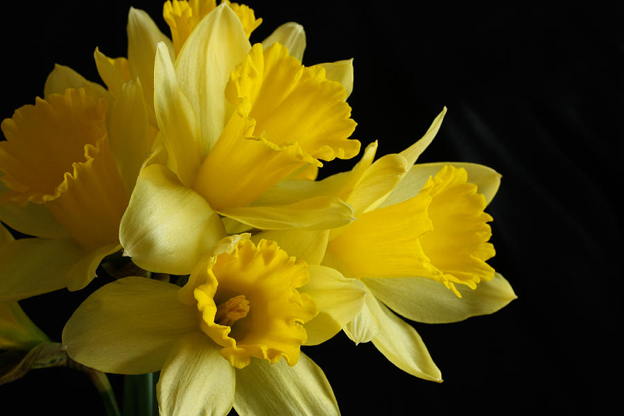 Daffodils Photograph by Jane Luxton