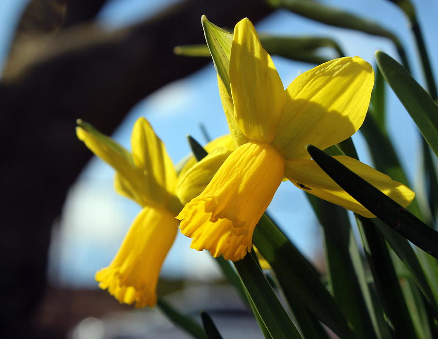 Flower Photograph - Daffodils by Joseph Skompski