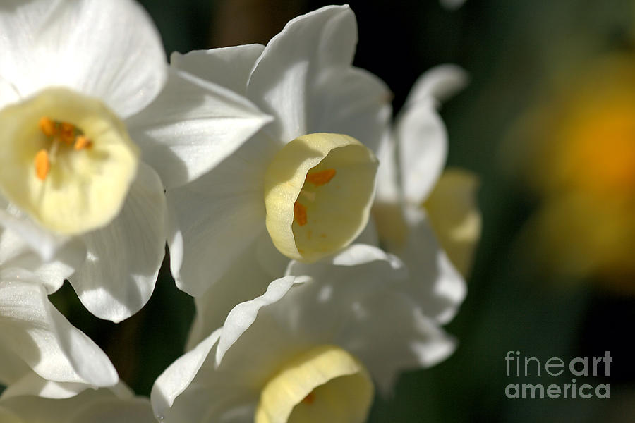 Nature Photograph - Daffodils  by Joy Watson