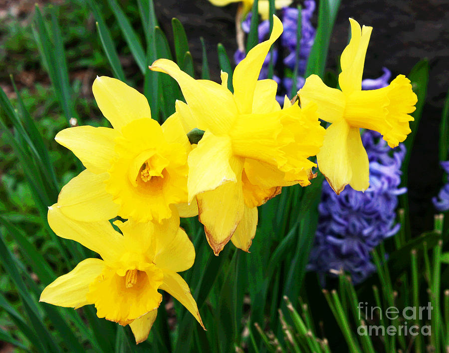Daffodils Photograph by Larry Oskin
