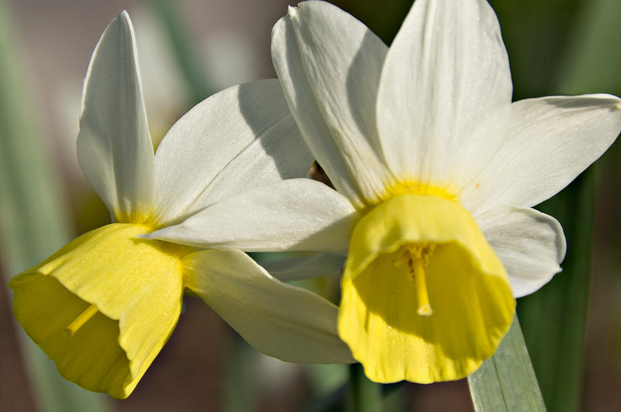 Daffodils Photograph by Leda Robertson