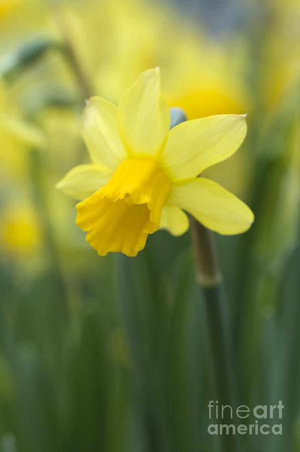 Daffodils  Photograph by Lee Avison