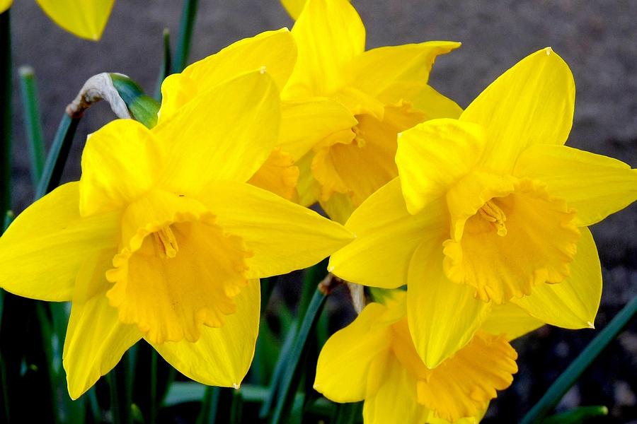 Daffodils Photograph by Marilyn Burton