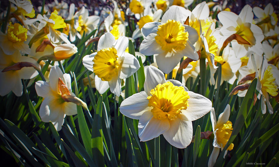 Daffodils Photograph by Mikki Cucuzzo