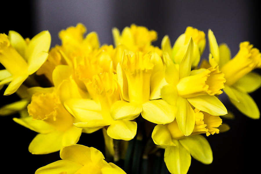 Daffodils Photograph by Milena Ilieva