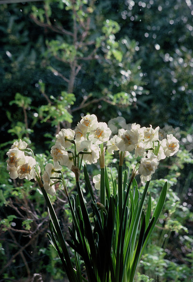 Daffodils (narcissus cheerfulness) Photograph by Irene Windridge/science Photo Library