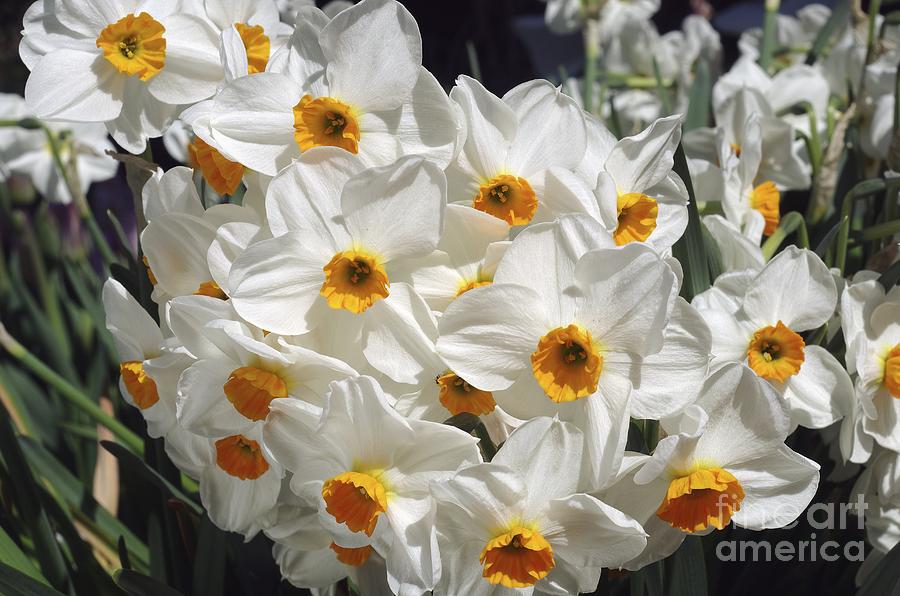 Spring Photograph - Daffodils (narcissus geranium) by Neil Joy