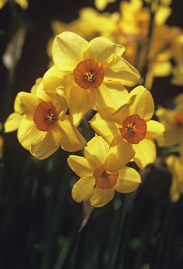 Daffodils (narcissus 'hoopoe') Photograph by Adrian Thomas/science ...