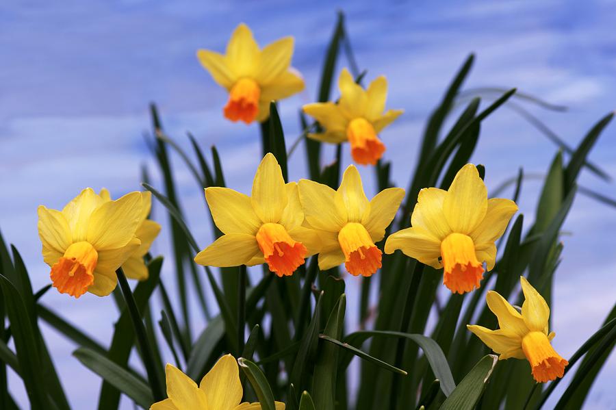Daffodils (narcissus jet Fire) Photograph by Brian Gadsby/science Photo Library