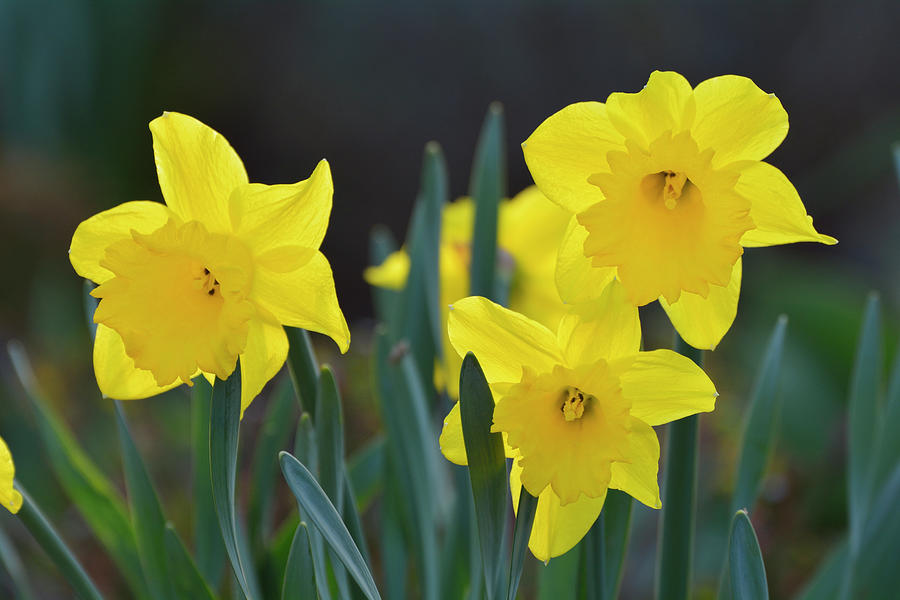 Daffodils, Narcissus Spec Photograph by Raimund Linke