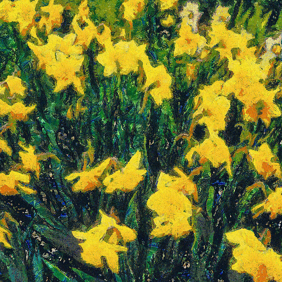 Daffodils Of Spring Photograph