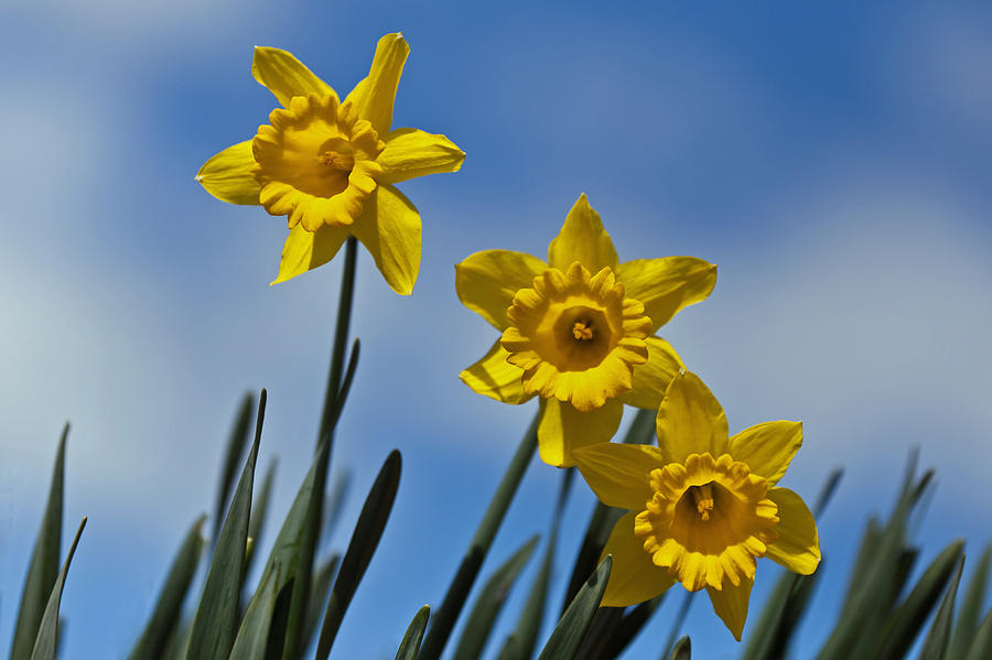 Daffodils on a Hillside Photograph by Jerry Gammon