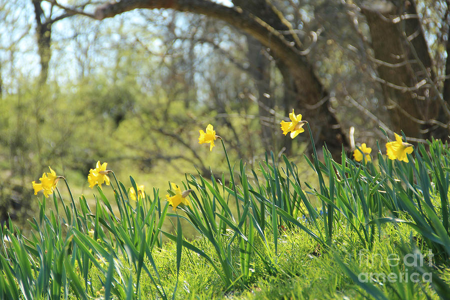 Daffodils On A Sunny Spring Day Photograph