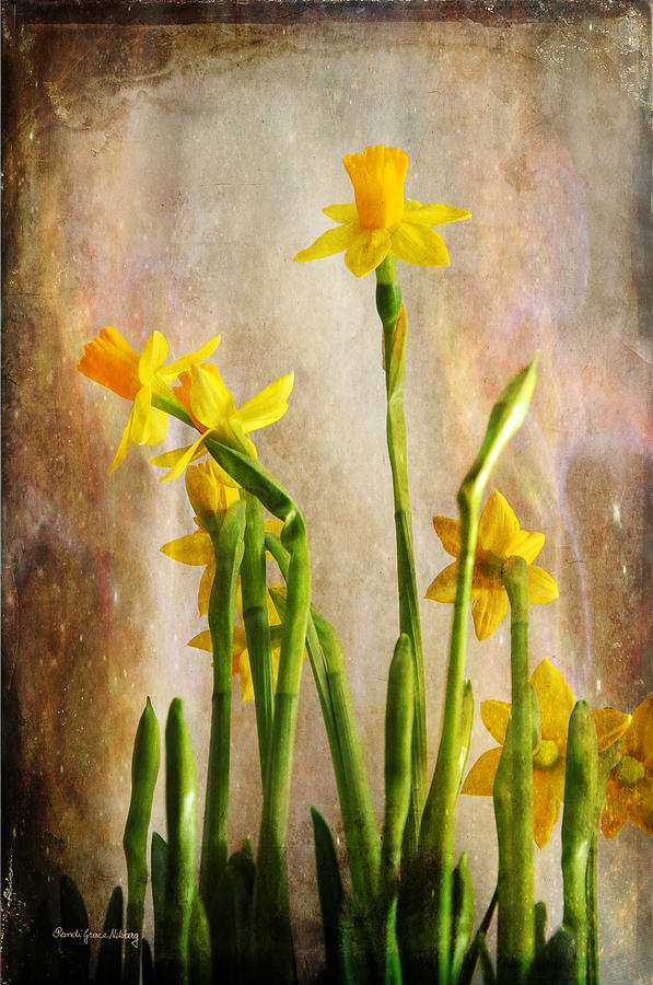 Daffodils Photograph by Randi Grace Nilsberg