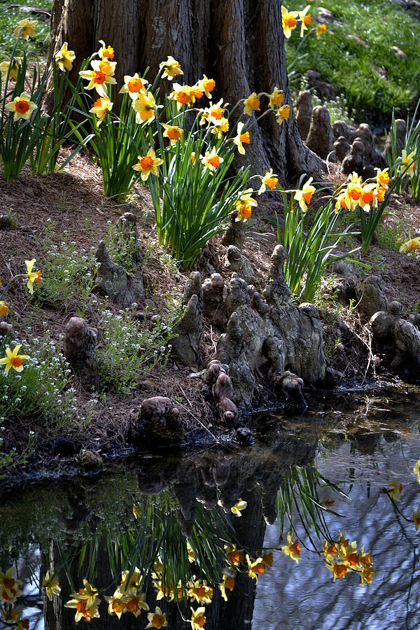 Daffodils Reflections Photograph by George Taylor