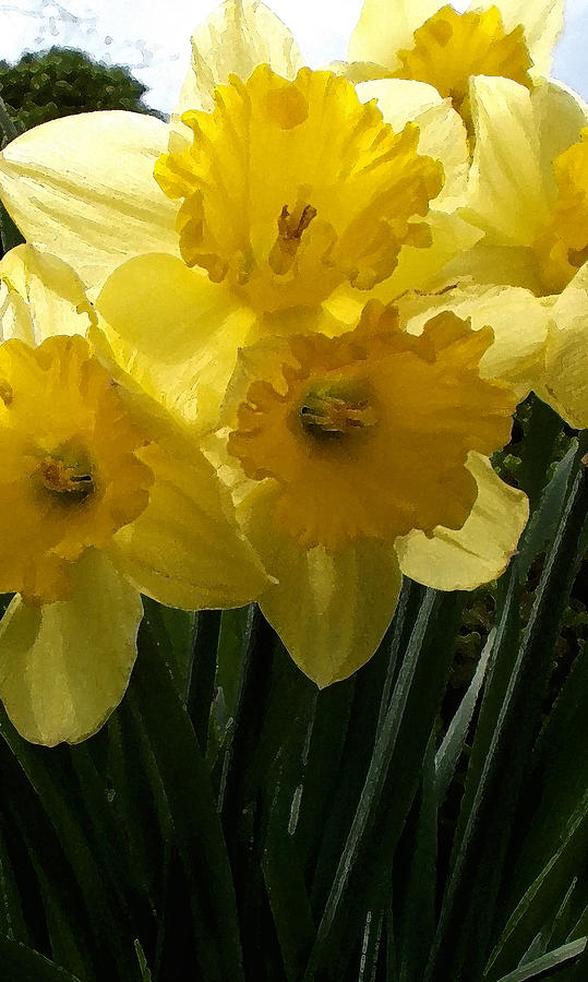 Spring Photograph - Daffodils by Richard Andrews