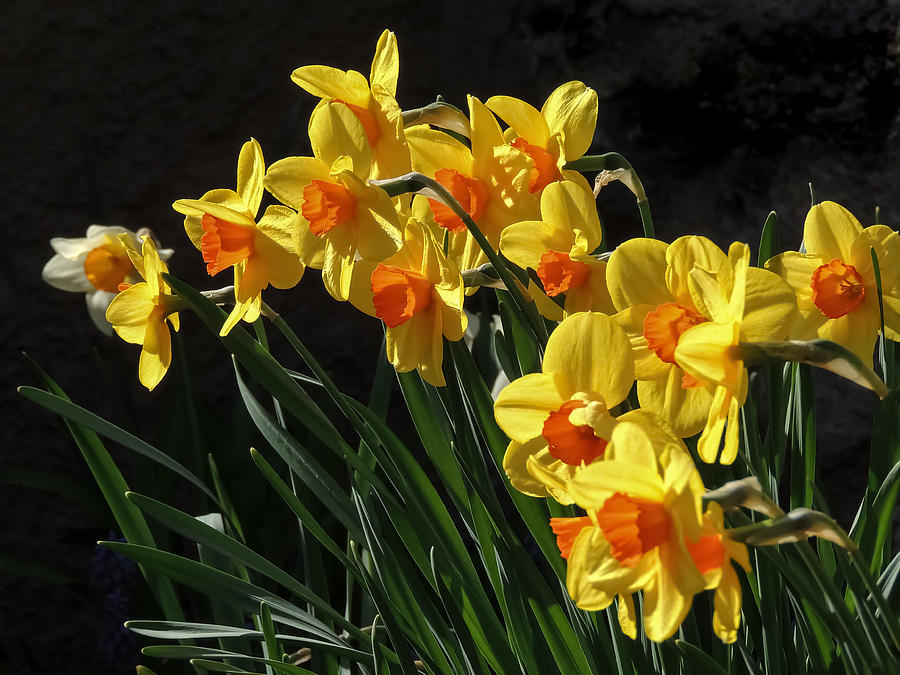 Daffodils Photograph by Robert Mitchell