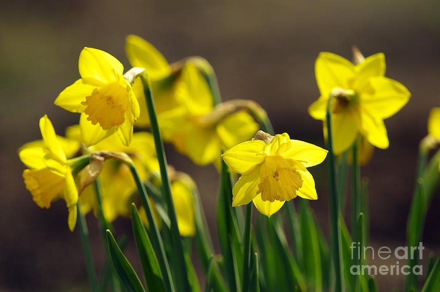 Daffodils Photograph by Sharon Talson