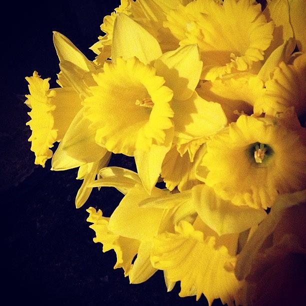 Spring Photograph - #daffodils #spring #bouquet #igers by Teri Heisler